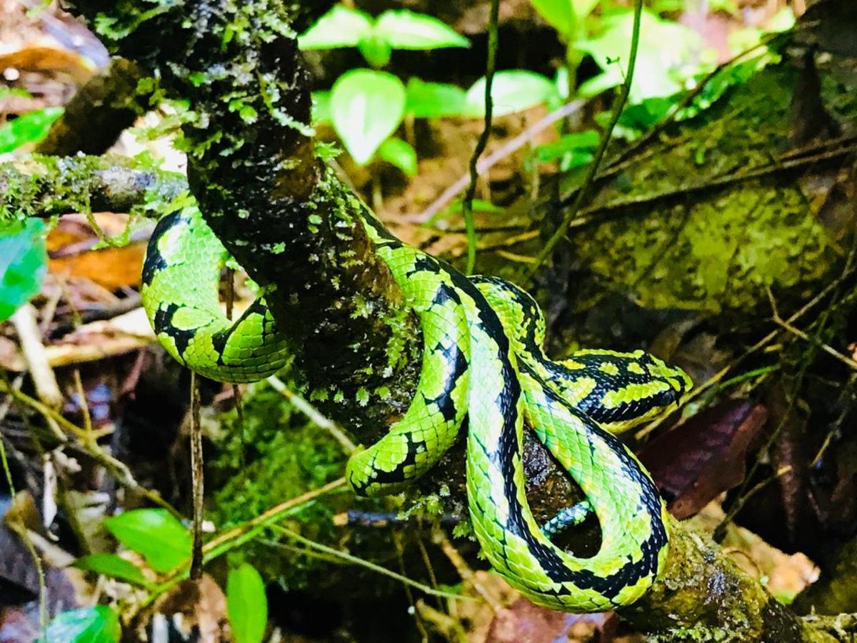 Rainforest Mount Lodge Деніяя Екстер'єр фото