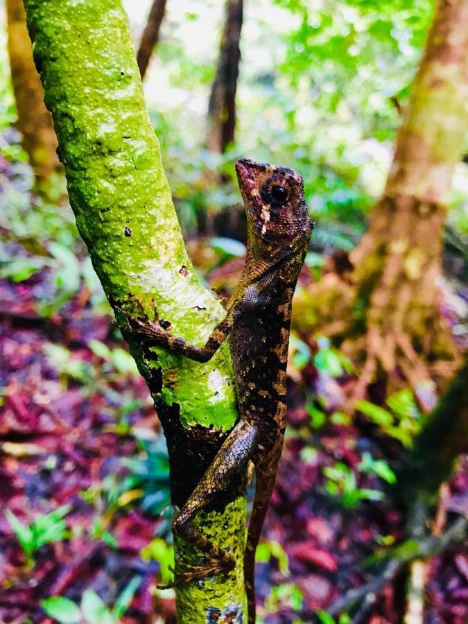 Rainforest Mount Lodge Деніяя Екстер'єр фото